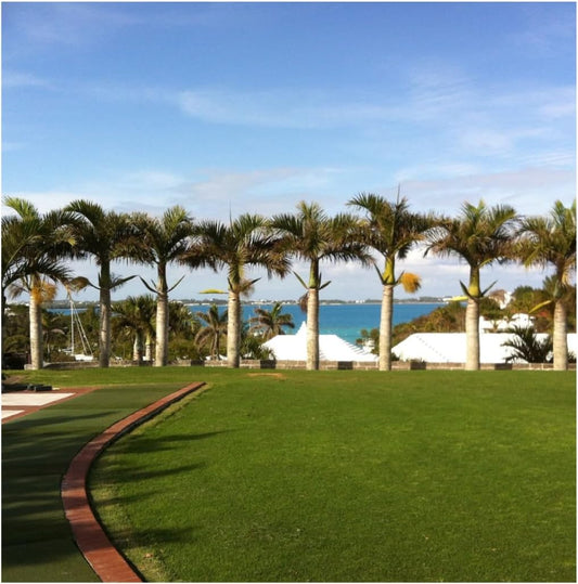 Brownie Brand Majestic Hulled Bermudagrass Seed | Premium Turf Grass for Dense, Drought-Resistant Lawns | Fast-Growing, Heat-Tolerant, Certified Seed for High-Traffic Areas. (50 Pound)