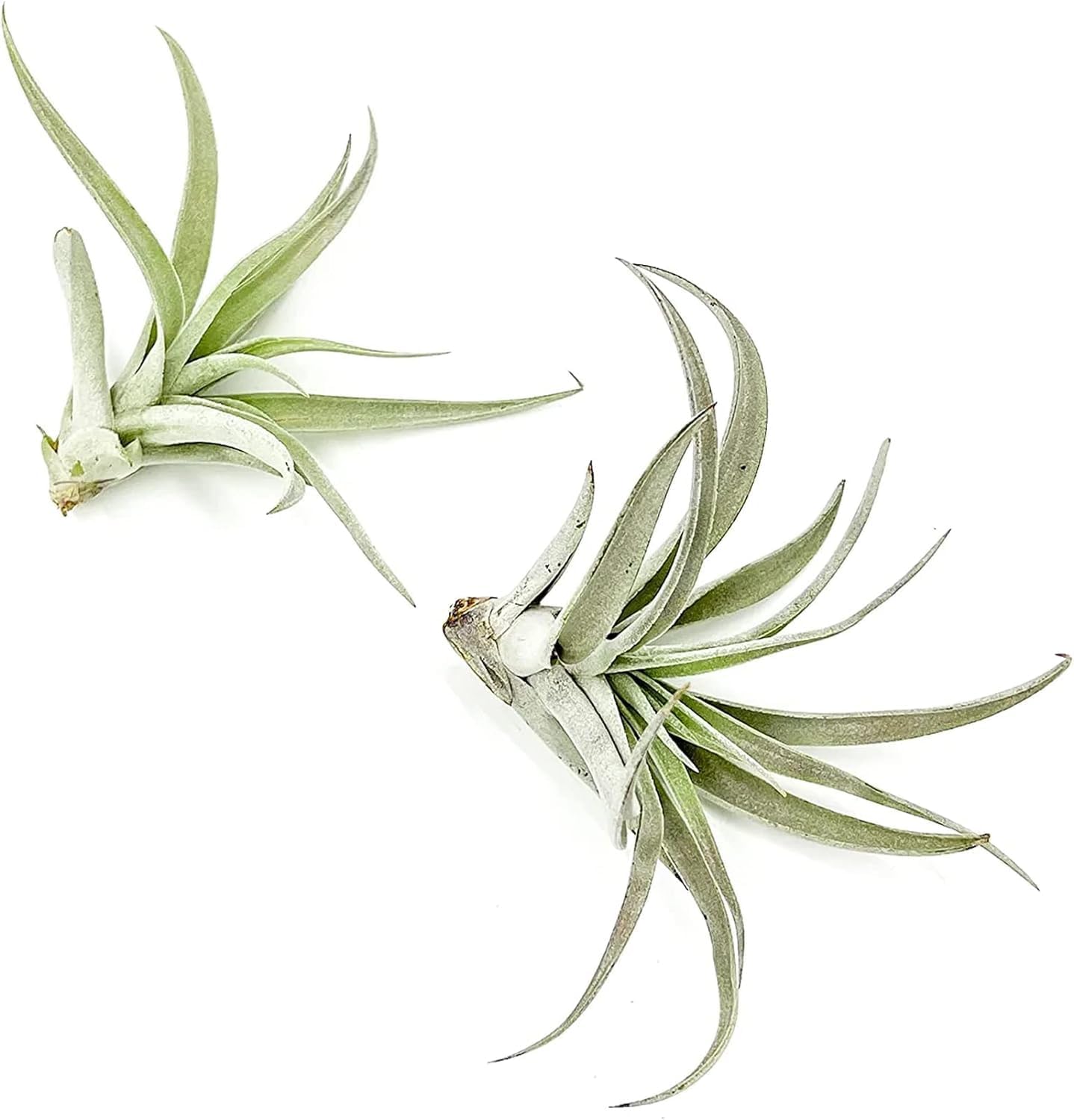 Air Plants - Flowering Tillandsia Harrisii, Large 3-5" - 2ct - Live Arrival Guaranteed - House Plants for Home Decor & Gift
