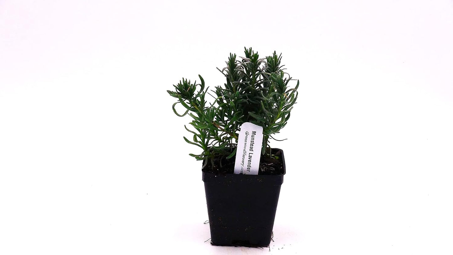 Greenwood Nursery: Live Perennial Plants - Munstead Lavender + Lavandula Angustifolia - [Qty: 3X 3.5 Pots] - (Click for Other Available Plants/Quantities)