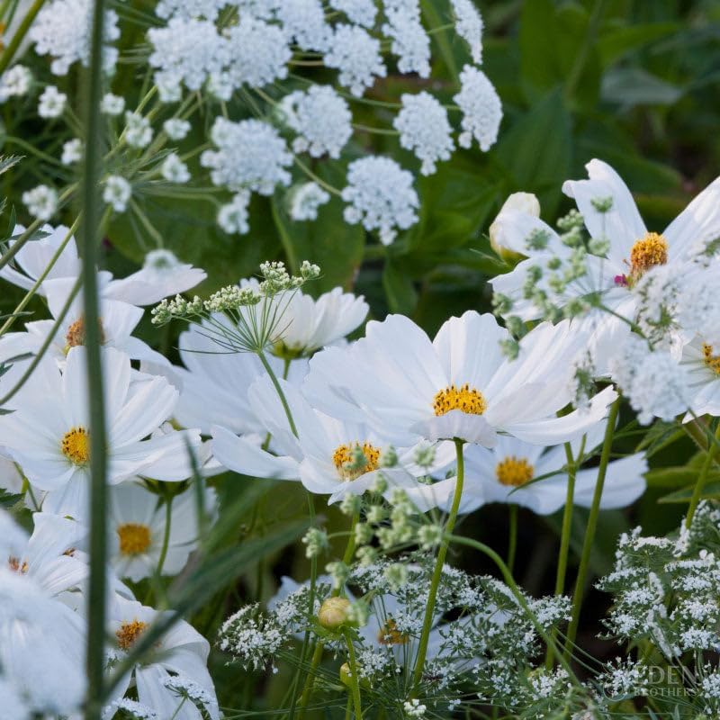 Eden Brothers Moon Garden Flower Mixed Seeds for Planting, 1 lb, 480,000+ Seeds with Cosmos Purity, Bishop's Flower | Attracts Pollinators, Plant in Spring or Fall, Zones 3, 4, 5, 6, 7, 8, 9, 10