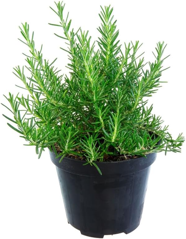 Rosemary Plant in 4 Inch Pot, Fragrant Plants for Indoor Outdoor Planting, Live Perennial Rosemary Plants
