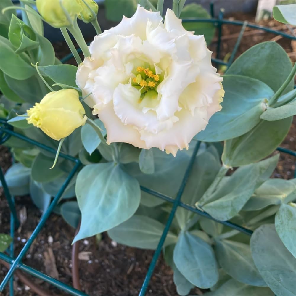 16 x 24 inch Peony Cages,Grow Through Plant Support Stakes, Flower Support Hoops Heavy Plants Brace Rings,Pack of 5