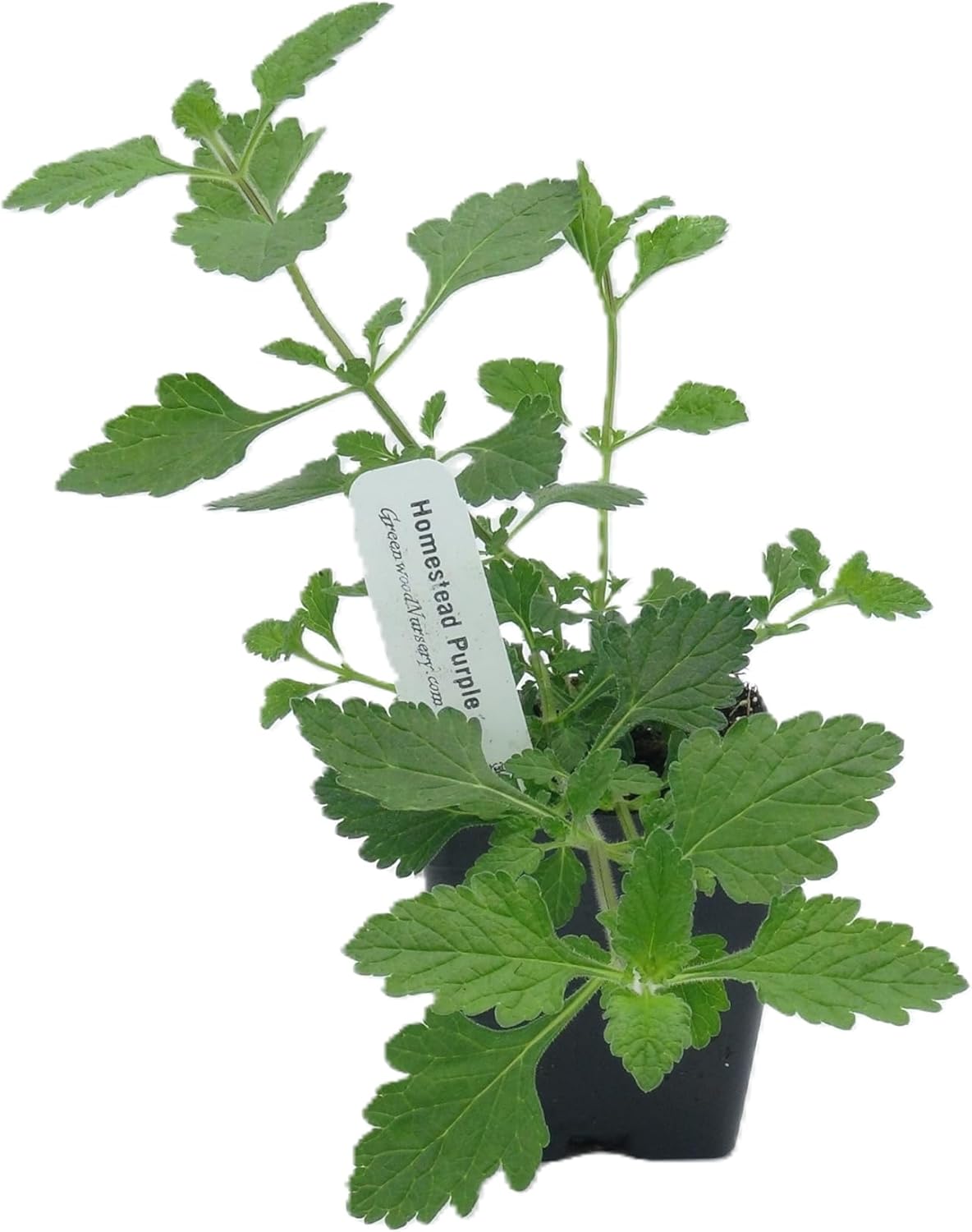 Greenwood Nursery: Live Perennial Plants - 'Homestead Purple' + Verbena Canadensis - [Qty: 1x Pint Pot] - (Click for Other Available Plants/Quantities)