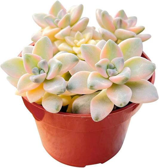 Live Succulents 'Apricot Beauty' (4-inch), Succulent Plants Fully Rooted in Pots with Soil, Easy-Care House Plant for DIY, Home Office Decor, Wedding Party Favor
