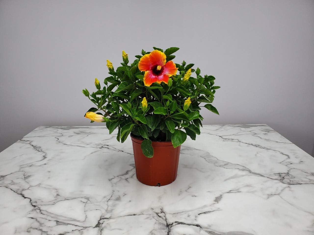 Hibiscus Bush - Fiesta Flower - Tropical Plants of Florida - Overall Height 22" to 26" (Plant Only)