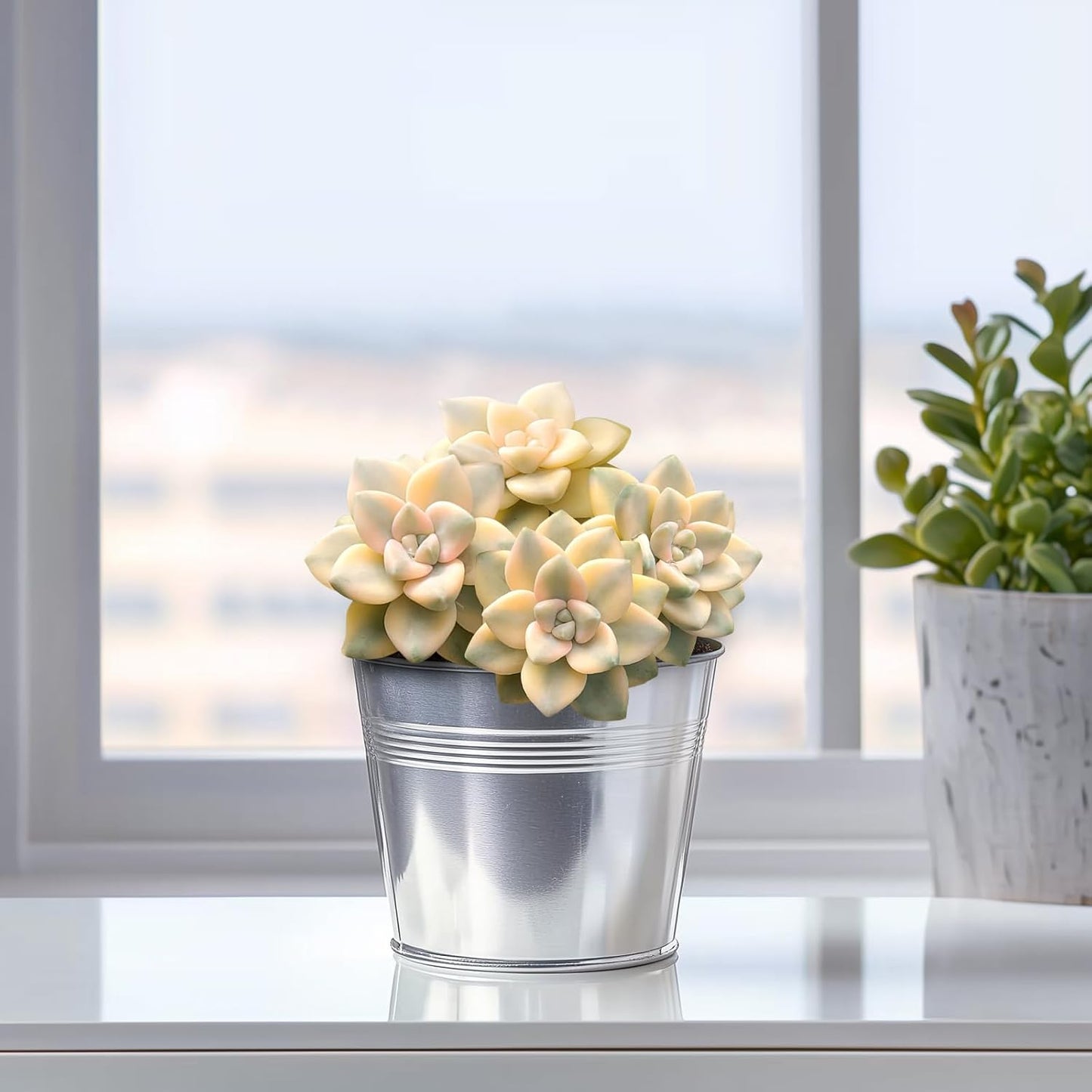 Live Succulents 'Apricot Beauty' (4-inch), Succulent Plants Fully Rooted in Pots with Soil, Easy-Care House Plant for DIY, Home Office Decor, Wedding Party Favor