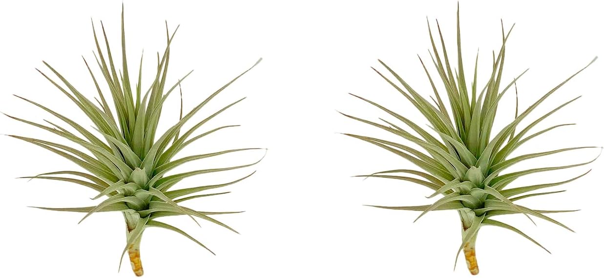 Air Plants - Flowering Tillandsia Lilla Lilac, Large 5" - 3ct - Live Arrival Guaranteed - House Plants for Home Decor & Gift