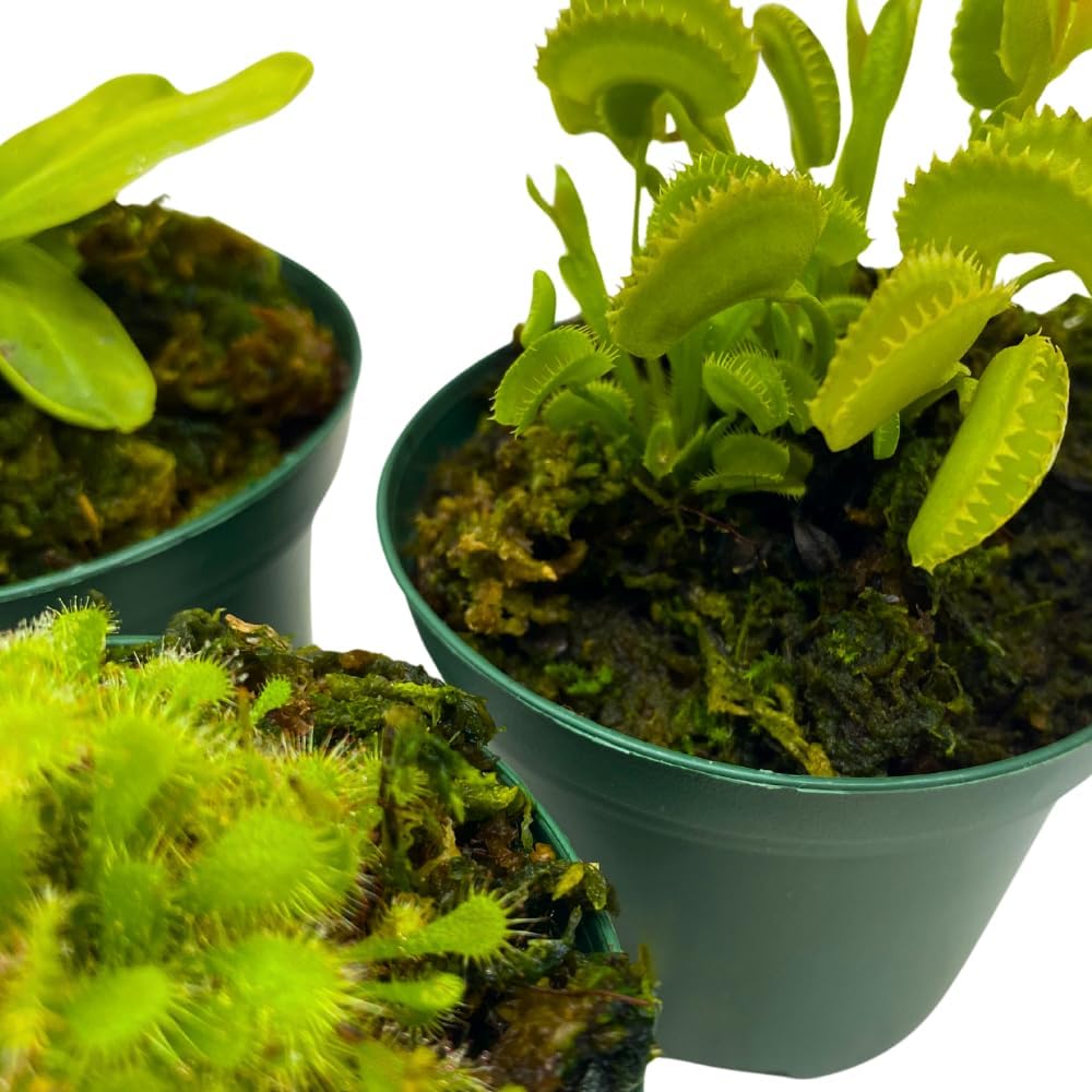 BubbleBlooms Carnivorous Assortment in 3 inch Pots Set of 3