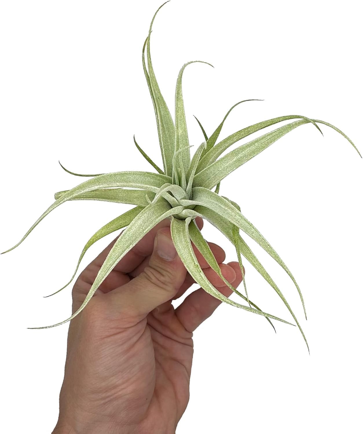 Live Air Plants - Tillandsia Albida 3-5" - 5ct – ragnaroc Live Indoor Plant - Live Arrival Guaranteed - House Plants for Home Decor & Gift