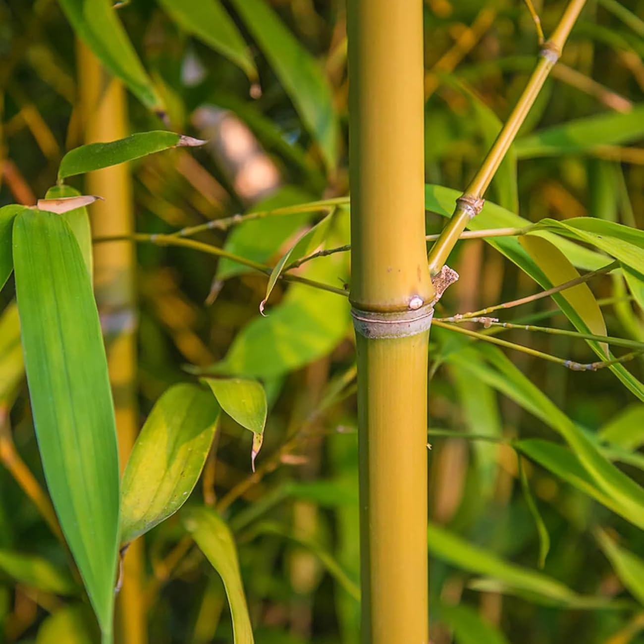 300+ PCS Green Bamboo Seeds for Planting Exotic Bamboo Seed Fast Growing Giant Bamboos Privacy Screen