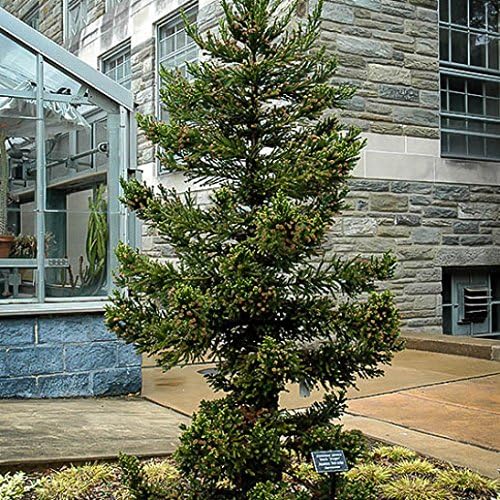 Black Dragon Cryptomeria Tree (Japanese Cedar) - Starter Plant (7L) (1 Live Plant)