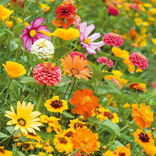 Eden Brothers Orange Sherbet Flower Mixed Seeds for Planting, 1/4 lb, 120,000+ Seeds with Cosmos Picotee, Bright Lights | Attracts Pollinators, Plant in Spring or Fall, Zones 3, 4, 5, 6, 7, 8, 9, 10
