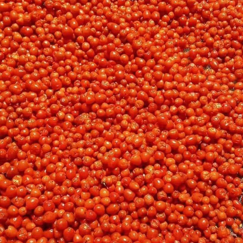 Chiltepin Pepper Plant, 4 Inch Pot, 6-10 Inch Red Hot Pepper Plants Live for Planting Outdoor