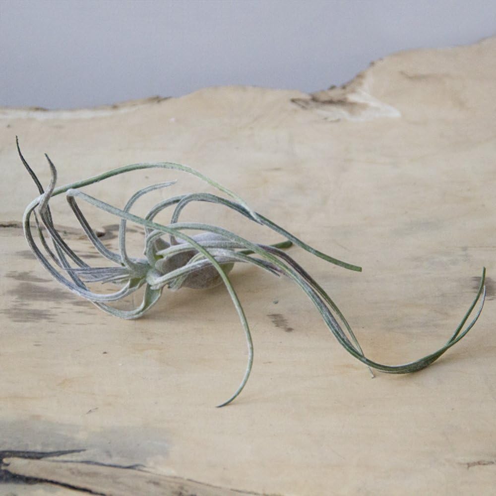 CHIVE Artificial Air Plants — Bulk Set of 5, Large — Ultra Realistic Fake Tillandsia Bromeliad Plants — Decorative Faux Succulents for Home & Office Decor — No Care Needed!