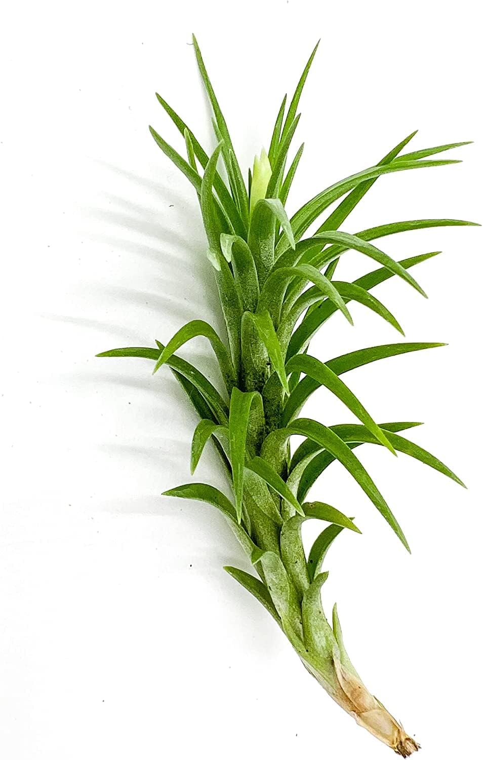 Live Air Plants – Tillandsia Araujei, Large 5” – 2ct – Live Arrival Guaranteed – House Plants for Home Décor & Gift