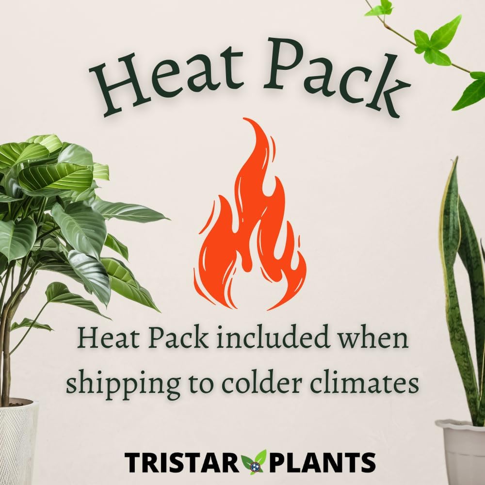 TriStar Plants - Thanksgiving Cactus - 4" inch Pot, Fasle Christmas Cactus, Easter Cactus, Holiday Plant, Winter Flowers, Christmas Plants, Winter Blooms (Cyber Dancer)