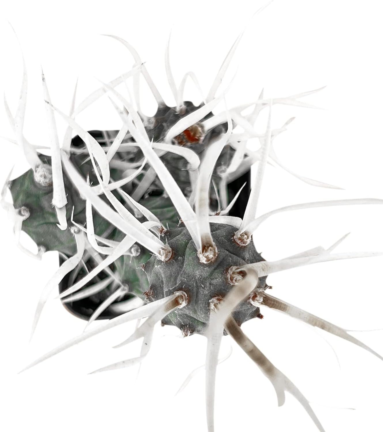 Sprout N Green Paper Spine Cactus, Live Tephrocactus articulatus VAR. papyracanthus, Cactus Plant Fully Rooted in 2" Pots with Soil Mix, Houseplant for Indoor Outdoor Home Office Decor