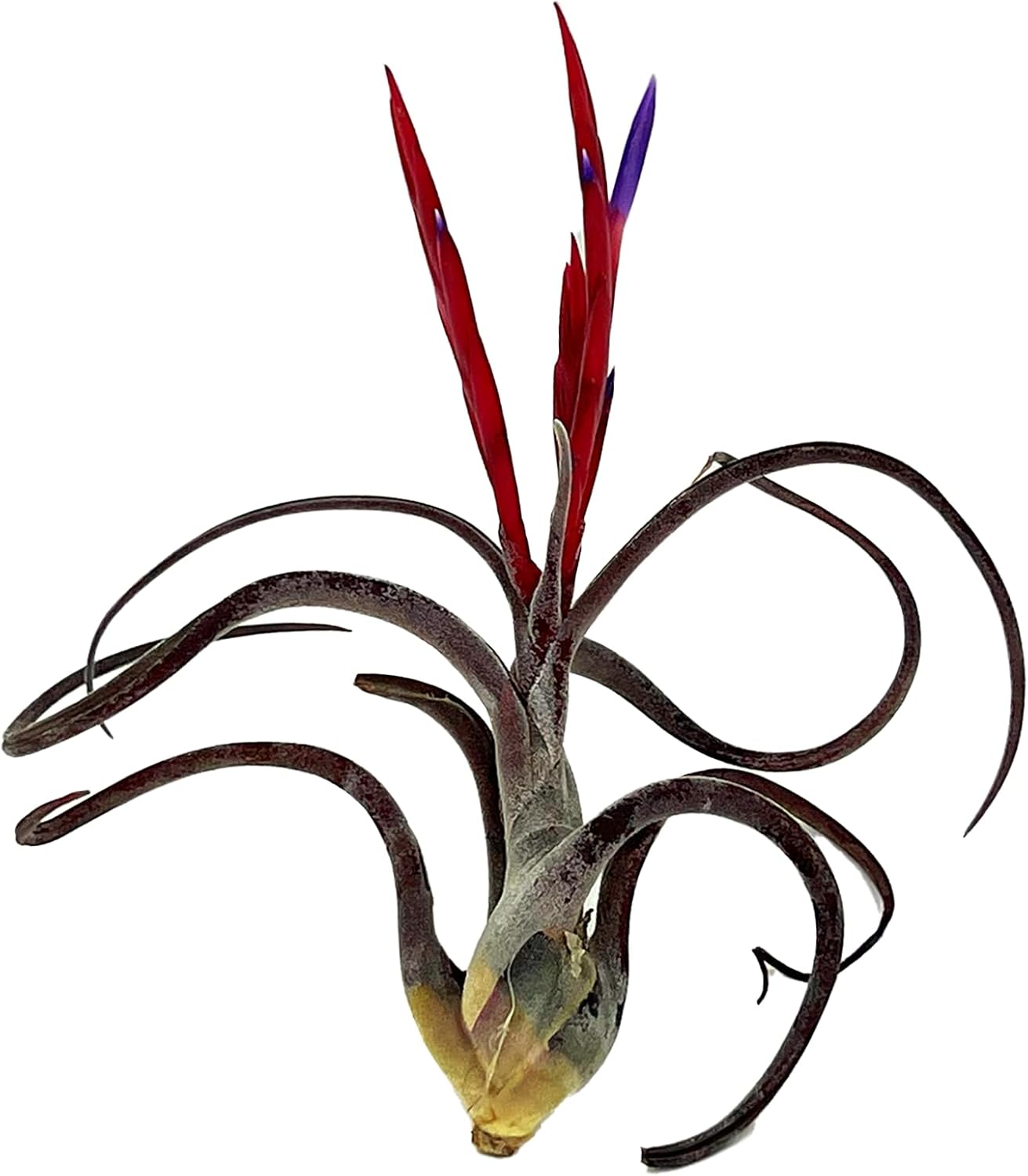Air Plants - Flowering Tillandsia Caput Medusae, Large 5-7" - 1ct - Live Arrival Guaranteed - House Plants for Home Decor & Gift