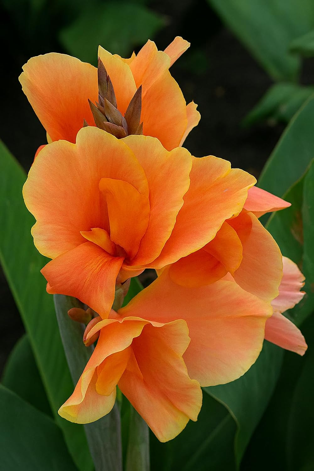 Canna Dwarf 'Tropical Sunrise' Bulb – Soft Peach Blooms for Containers & Gardens - Bring a Touch of The Tropics to Your Garden (5 Rhizomes)