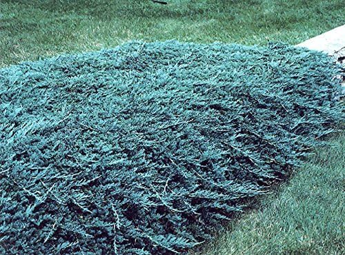 Blue Rug Juniper | 10 Live Plants | Juniperus Horizontalis | Ground Cover Evergreen | Drought Tolerant Landscaping