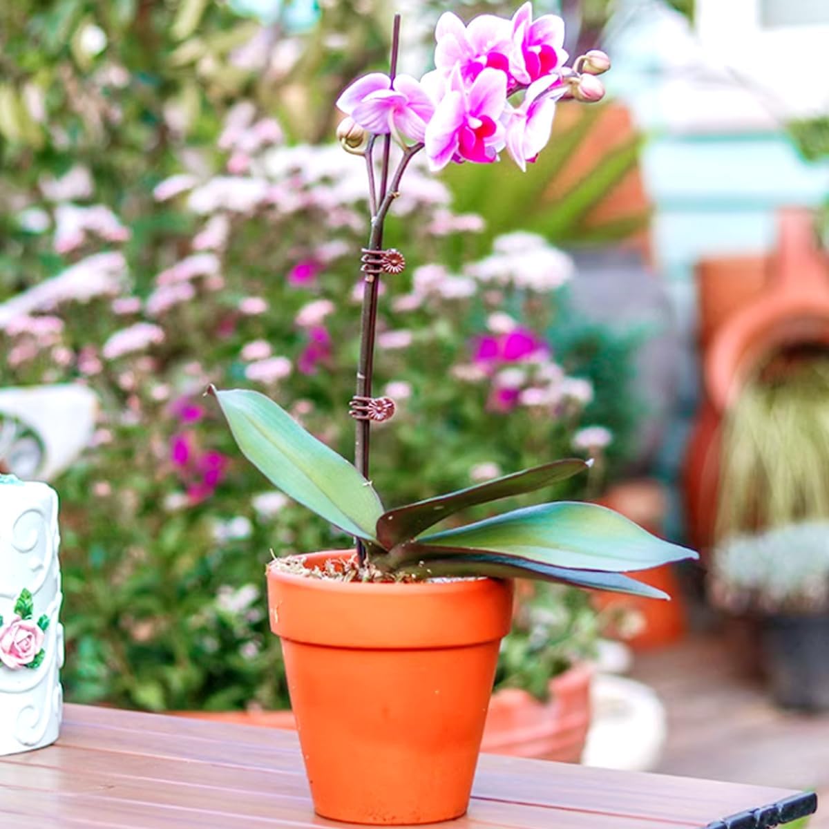 GXXMEI 400PCS Plant Clips, Orchid Clips Plant Orchid Support Clips Flower and Vine Clips for Supporting Stems Vines Grow Upright Dark Brown