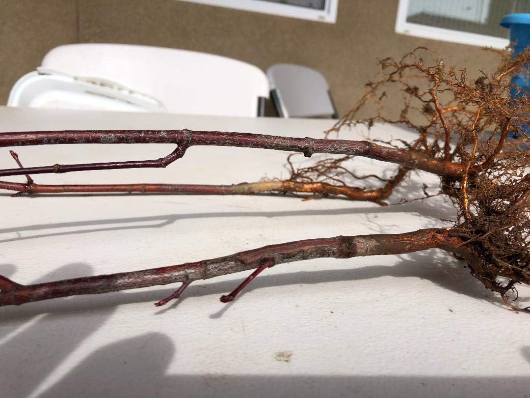 Japanese Red Maple Live Plants Shipped 1-2 Foot Tall