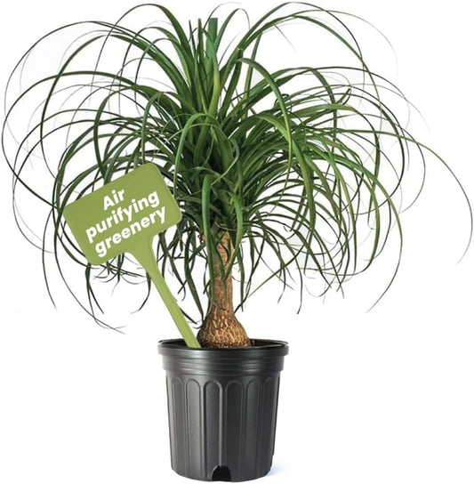 American Plant Exchange Ponytail Palm – 10-Inch Pot – Live Large Bonsai Plant, Pet Safe Indoor Tree, Easy Care Air Purifying Houseplant for Home, Office, or Gift Decor