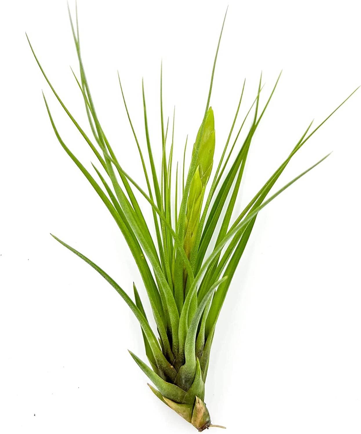 Air Plants - Flowering Tillandsia Melanocrater Tricolor, Large 5" - 5ct - Live Arrival Guaranteed - House Plants for Home Decor & Gift