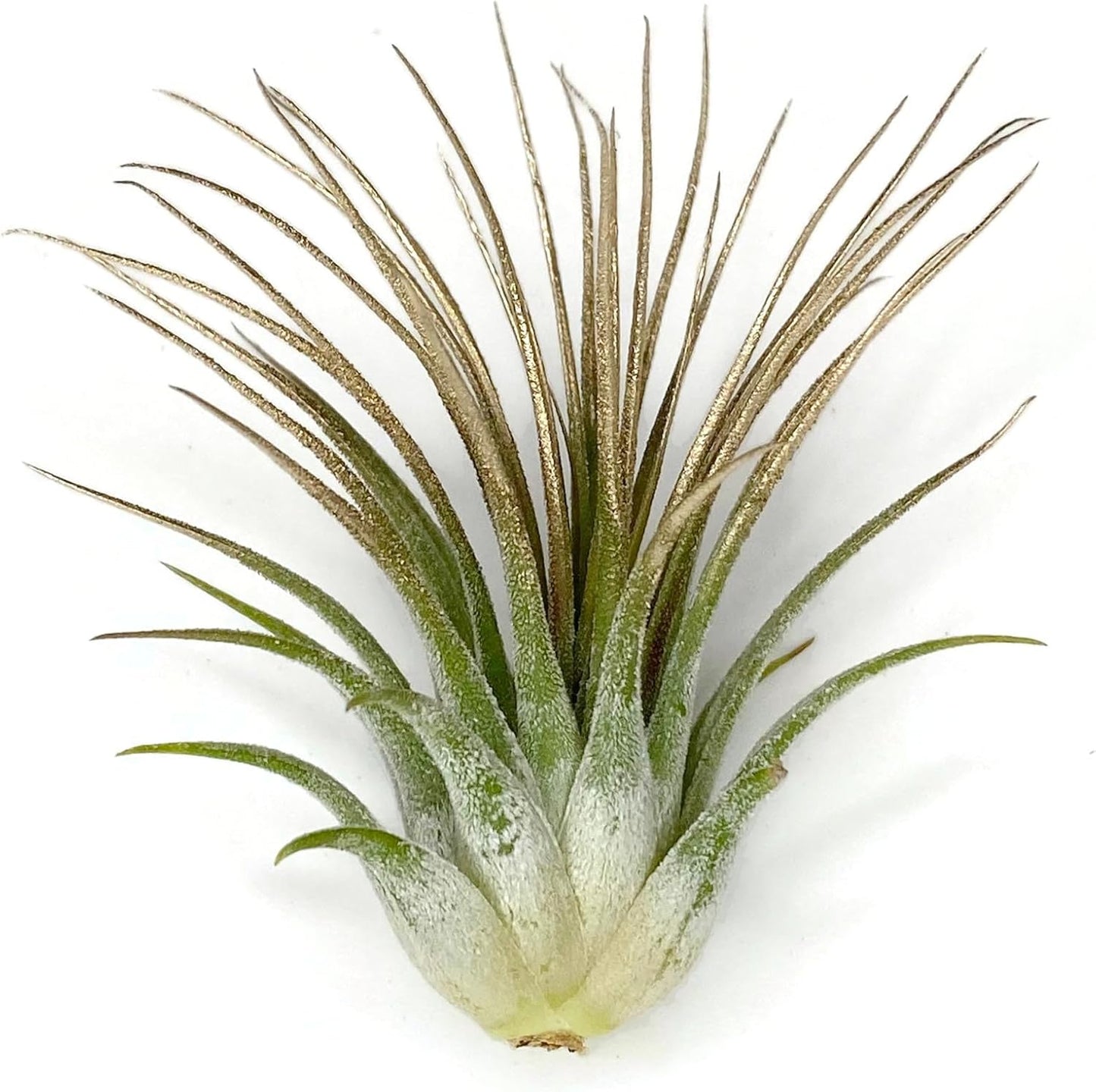 Ionantha Guatemala Tillandsia Air Plant, Guatemala Tillandsia Live Airplant, Healthy Arrival Guaranteed, Great Indoor Plant, Home Decor & Gift (Gold)