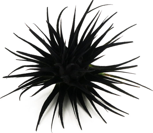 Live Extra Large Tillandsia Ionantha Guatemala Colorful Air Plant 3+ inch Enhanced Color Easy Care Indoor Outdoor Home Decor Gift Airplant by Awesome Industries (Black XL)