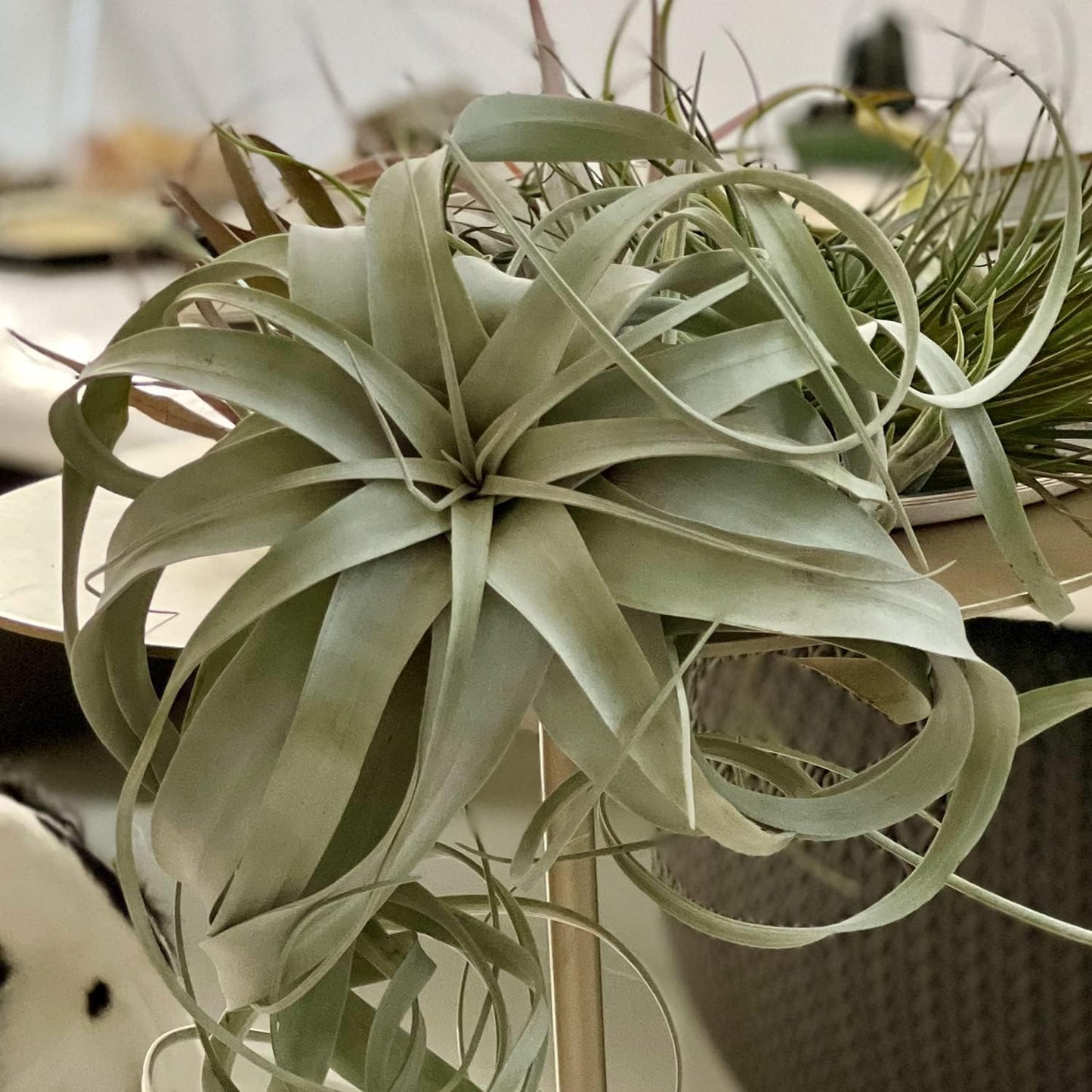Air Plants - Tillandsia Xerographica, Large 5-7” - 10ct - Live Arrival Gauranteed - House Plants for Home Decor & Gift