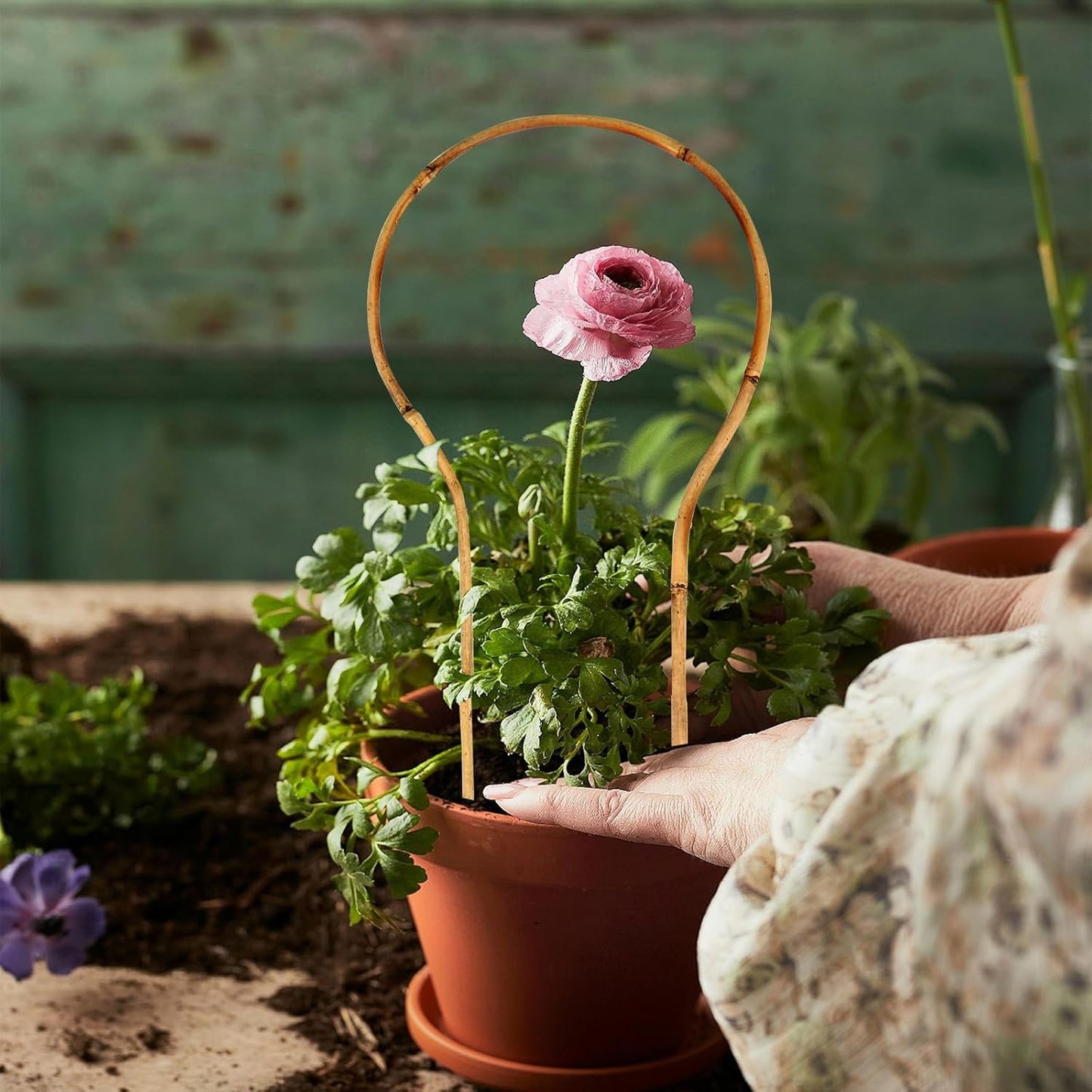 6 Pack Bamboo Trellis Round-Shaped for Potted Plant, 16 Inch Plant Support Stake for Climbing Vines, Decorative Hoop Stake for Potted Hoya