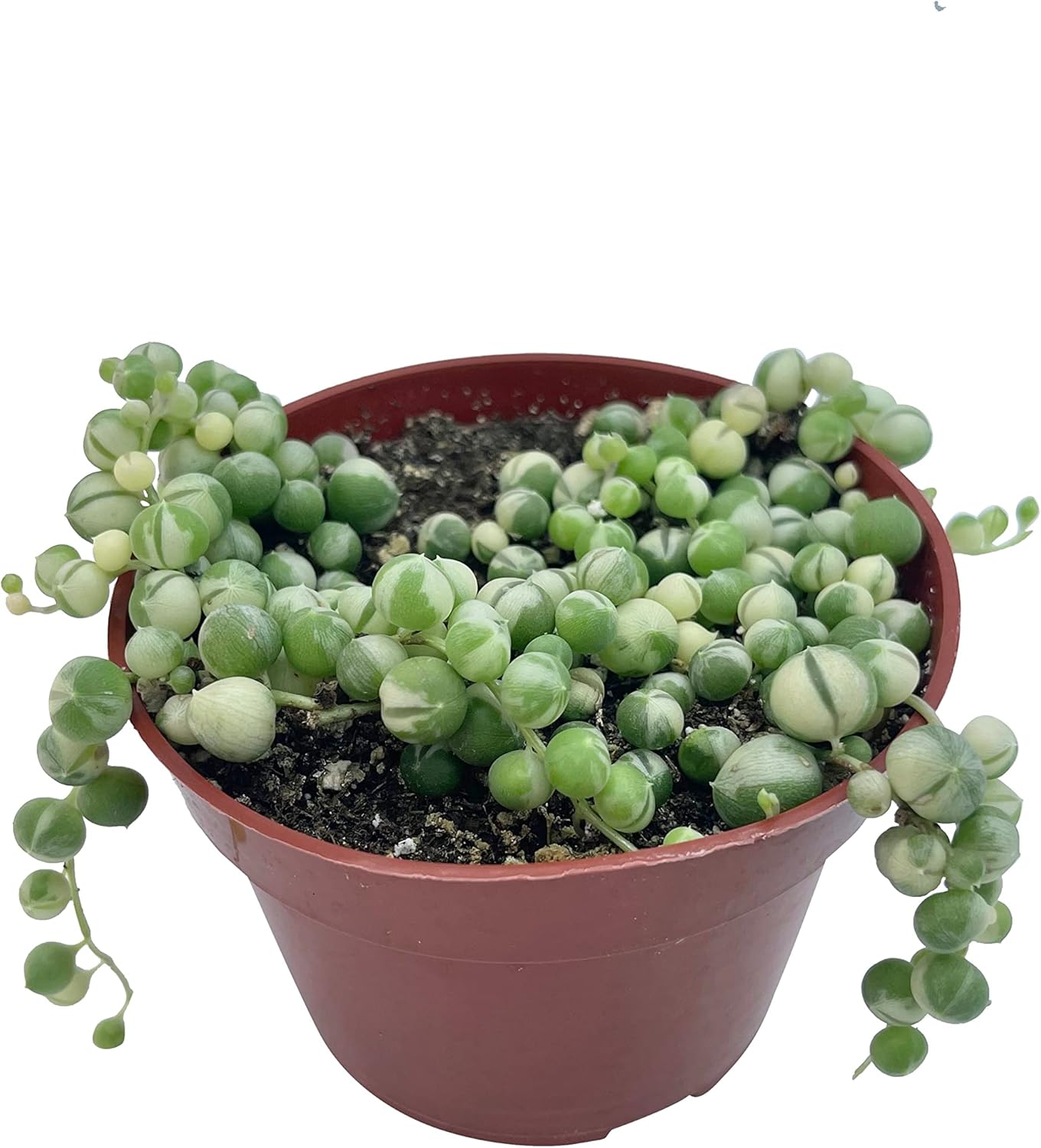 Live Succulent 4" Variegated String of Pearls, Succulents Plants Live, Succulent Plants Fully Rooted Hanging House Plant for Home Office Decoration, DIY Projects Party Favor Gift by The Succulent Cult