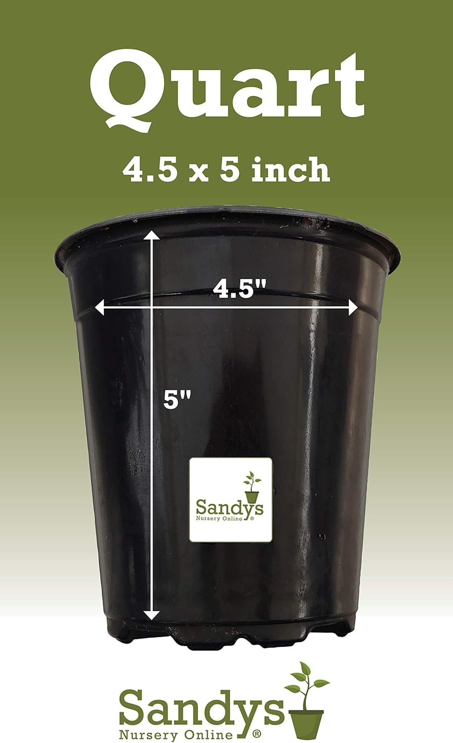 Thuja Green Giant Arborvitae Lot of 20, Quart Pot