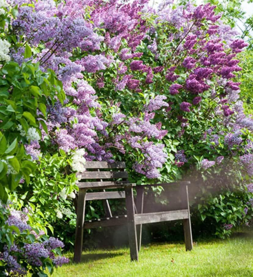 Two Pack of Common Old Fashioned Lilac Bushes - Fragrant Lavender Purple Flowers - 2 Live Plants 1 to 2 Feet Tall - Attract Hummingbirds and Butterflies