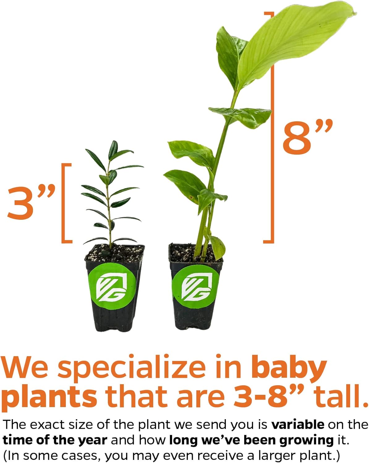 Auntie Lilli's™ South Sea Salad BeLe Tree - Abelmoschus Manihot - Wellspring Gardens Starter Plant - Edible Greens & Hibiscus Like-Flower Live Plant - Indoor & Outdoor Growing & Planting for Garden