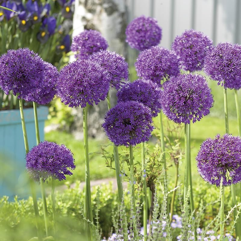 Purple Sensation Allium - Allium aflatuense Flower Bulbs - 5 Bulbs per Pack - Attracts Butterflies and Hummingbirds - Deer Resistant - Good as Cut Flowers - Perennializing - Easy to Grow Live Plants
