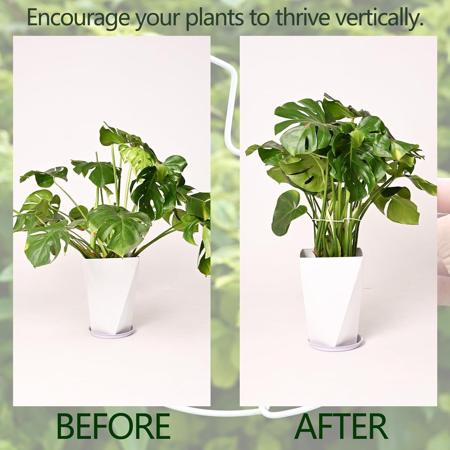 5PCS Monstera Plant Stem Support White 9 * 7.6in - Durable Stake Holder for Indoor Climbing Plants, Adjustable Installation Ideal for Fishbone Cactus and Plant Enthusiasts