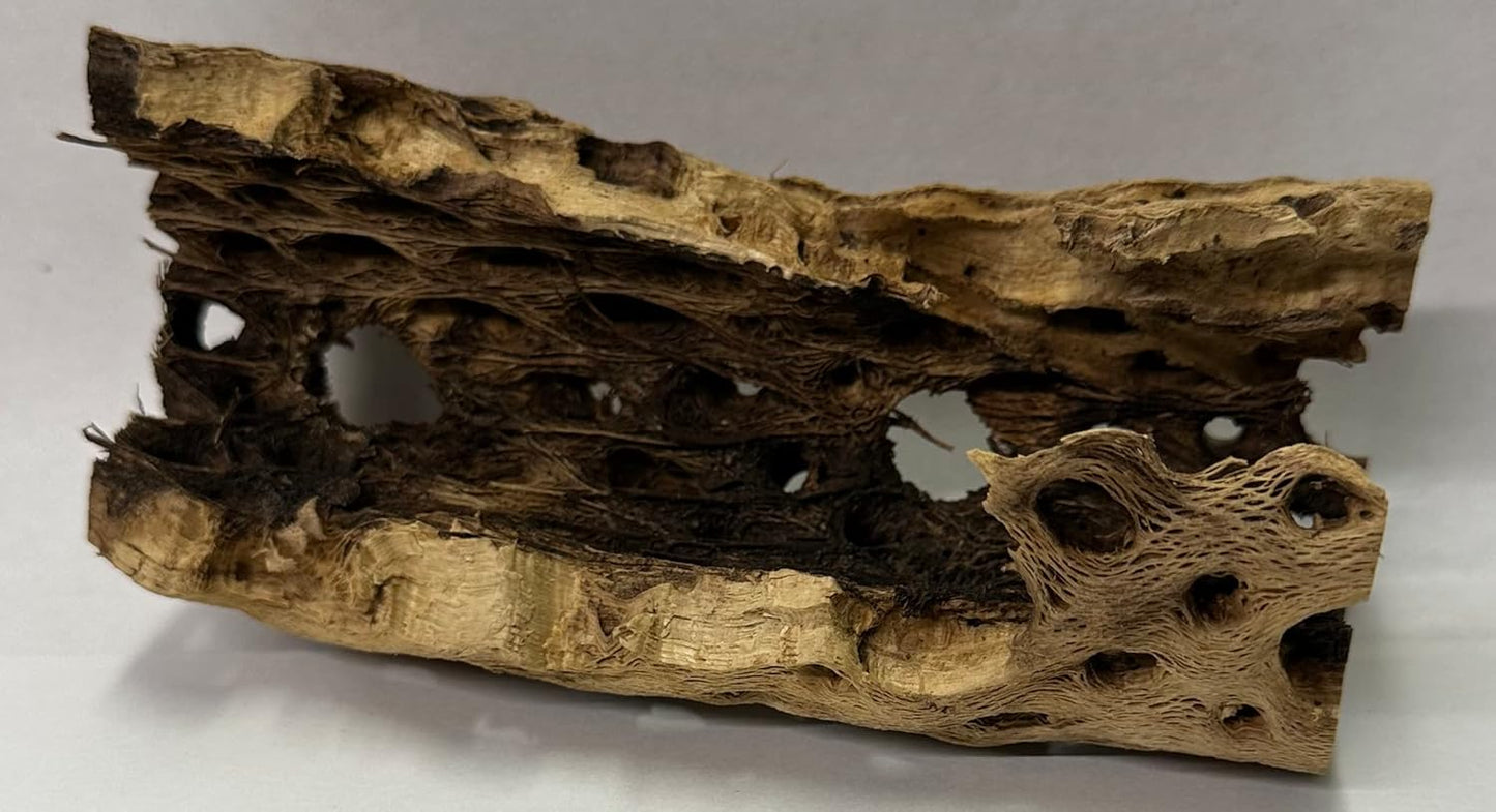 Natural Cholla Wood Chunk Air Plant Display Holders Individually Unique Decorative Stands Holder (Cholla Chunk)