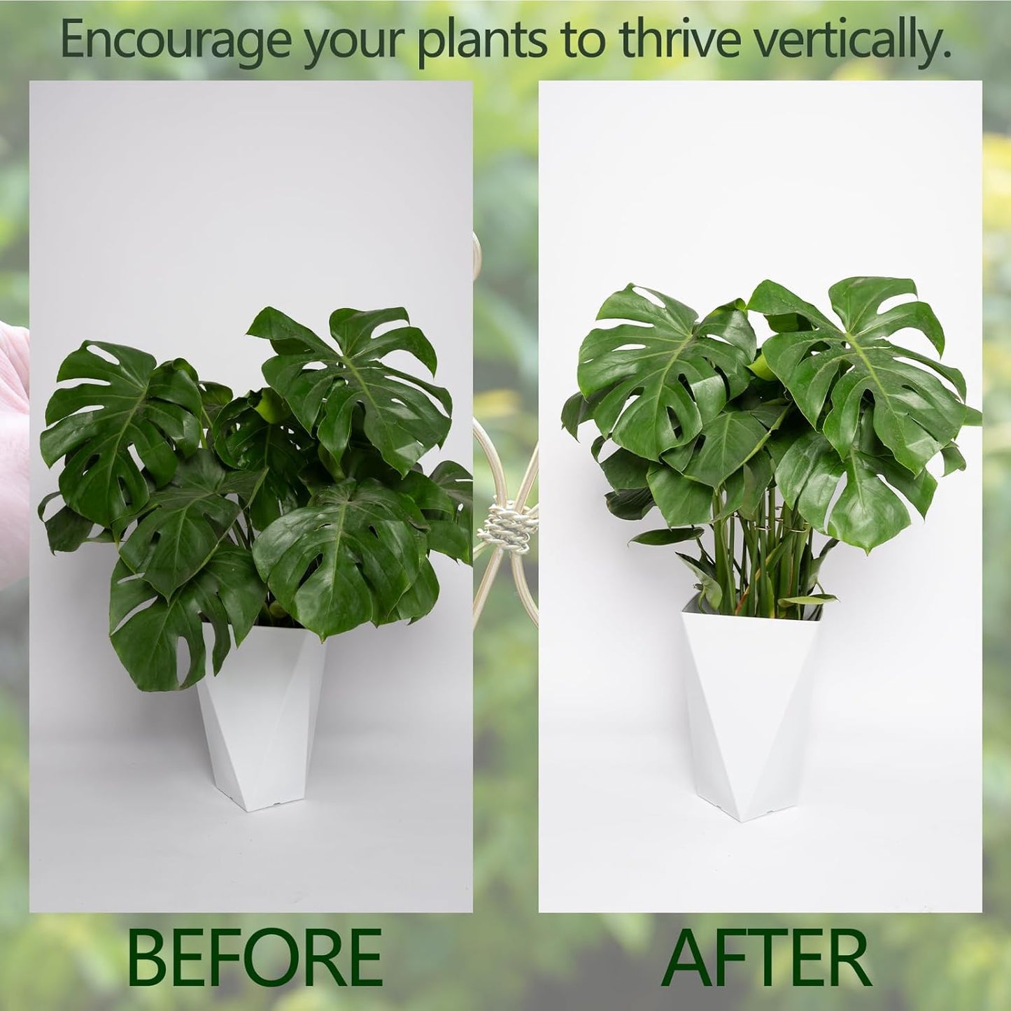 5PCS Monstera Plant Stem Support Hook - 6.5 * 6.5IN Durable Metal Stem Stabilizer for Monstera Plants and Fishbone Cactus - Gentle Protection Leaf Holder - Easy Installation - 5 Piece Set