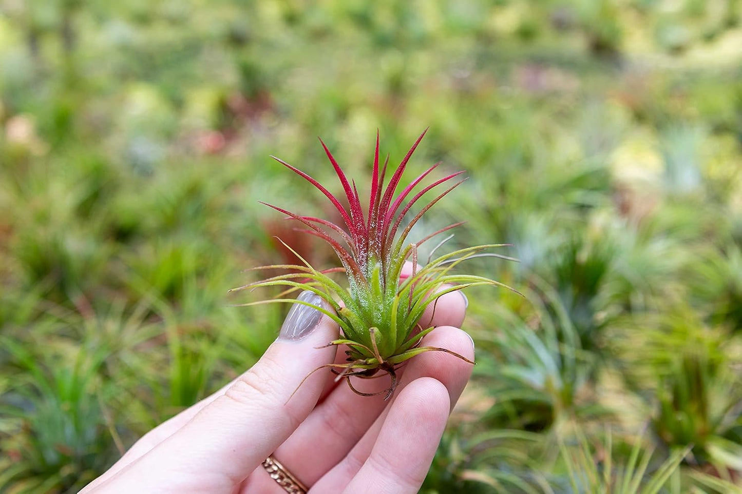 Air Plants Ionantha Mexican - Colors and Shape Varies Due to Seasonality-Live Tillandsia Succulent House Plants - Available in Wholesale and Bulk - Home and Garden Decor-Easy Care Plants (Pack of 5)