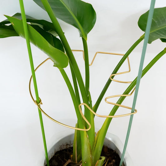 5PCS Monstera Plant Stem Support with Leaf Holders - Innovative Cactus Stake for Indoor Plants - Unique Plant Support Kit for Healthy Growth - Ideal for Gardening Enthusiasts