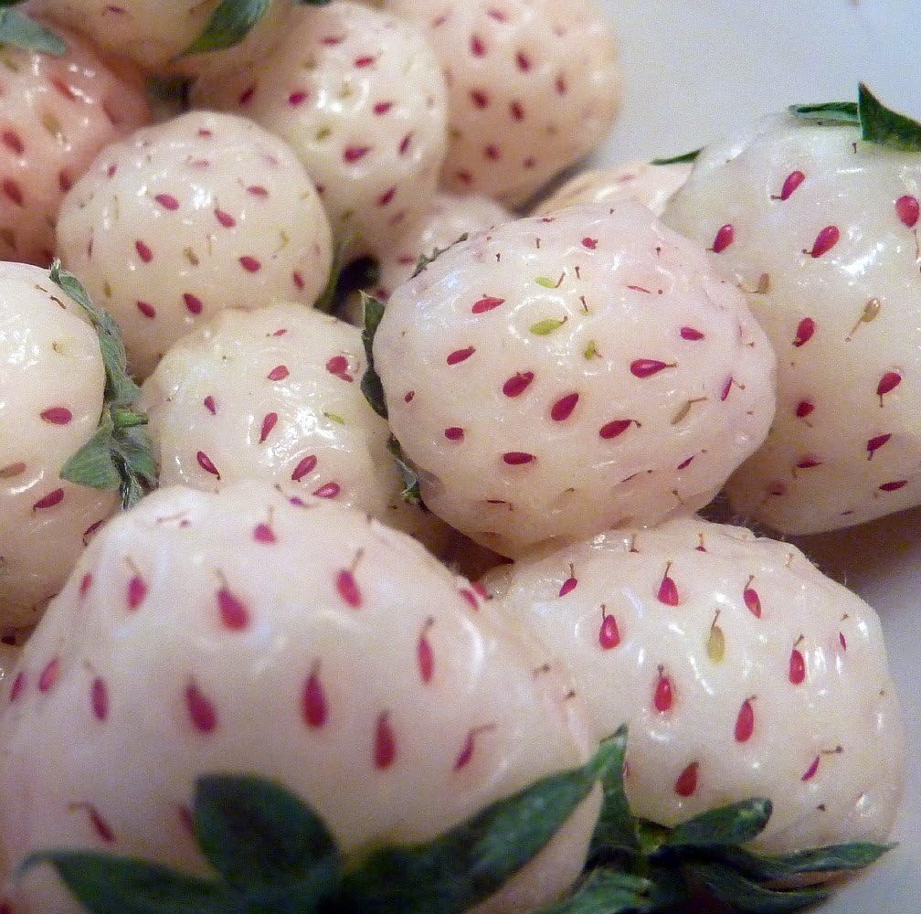 White Carolina Pineberry Plants - 10 Roots -Bareroot-Pineapple/Strawberry Flavor - Grow Indoors or Out