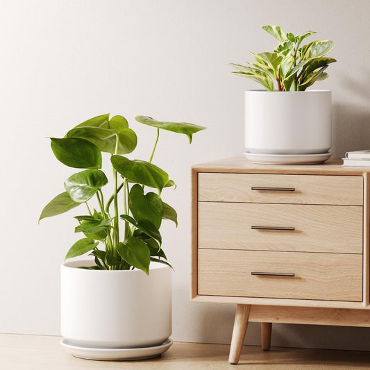 LE TAUCI Ceramic Plant Pots, Set of 2, 8 & 10 Inch Plant Pots Indoor with Saucer and Drainage, Modern Durable Planters for Home Decor, Great Gift for Plant Lover, White