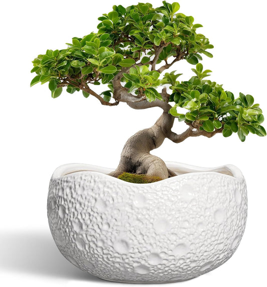 Large Bonsai Pots - 13 Inch Ceramic Planter for Indoor Outdoor, Round Plant Pot, Decorative Flower Pots with Drainage Hole, Modern Unique Planters, Garden Decor Home, Garden Gifts, White