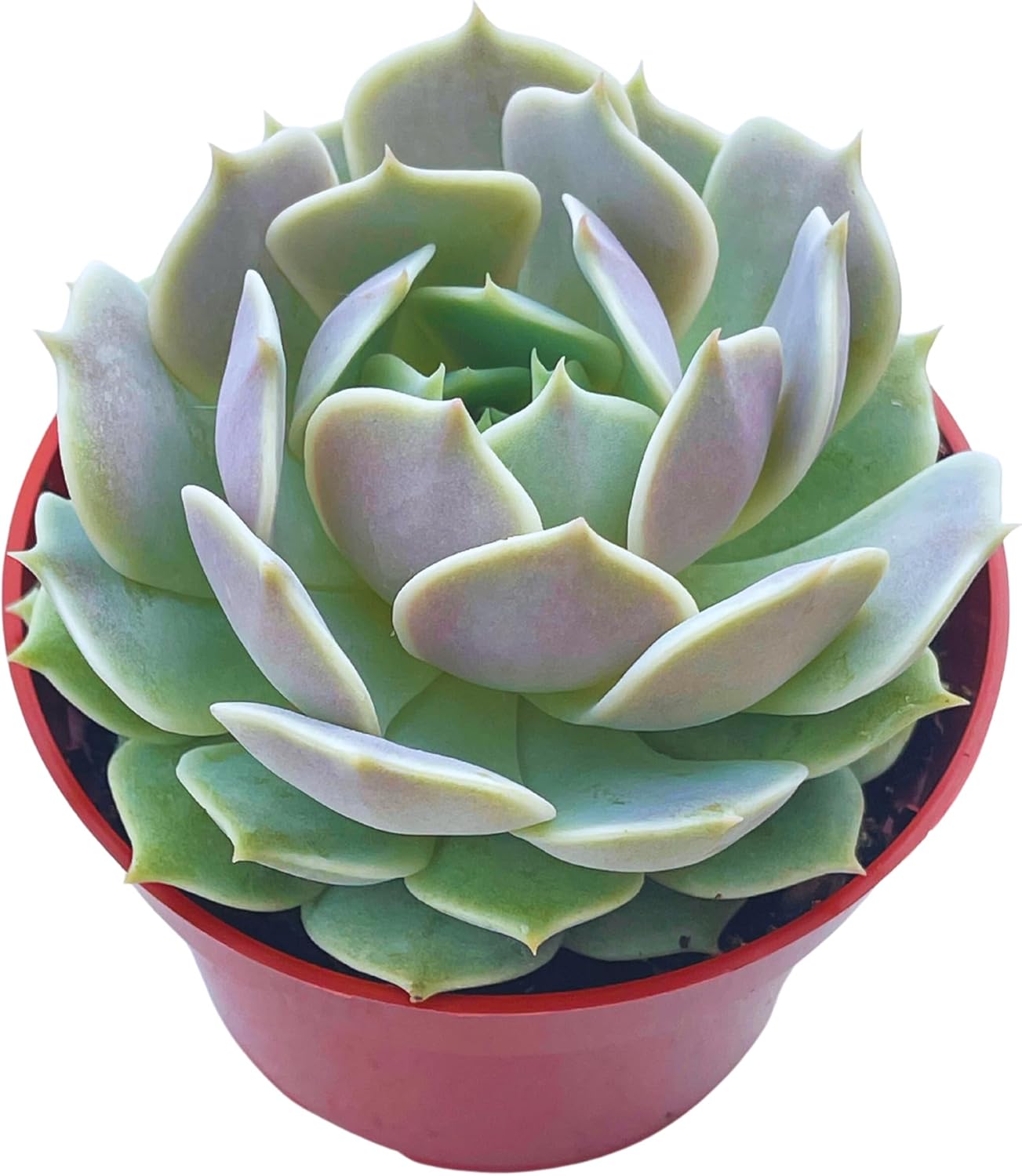 Live Succulent 4" Echeveria Lola, Succulents Plants Live Fully Rooted House Plant for Home Office Decoration, DIY Projects by The Succulent Cult…