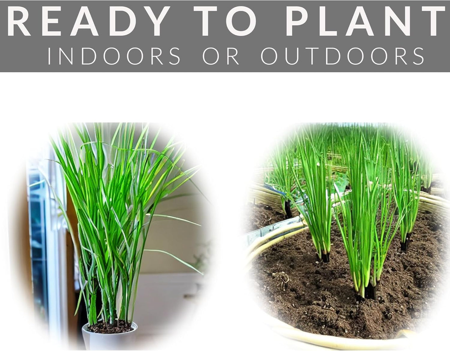 5 Lemongrass Plants 12 Inches Long, Rooted & Ready to Plant, Hydroponically Grown Lemon Grass Live Stalks, Natural Mosquito Repellent, Premium Quality Stalks Perfect for Tea and Essential Oils