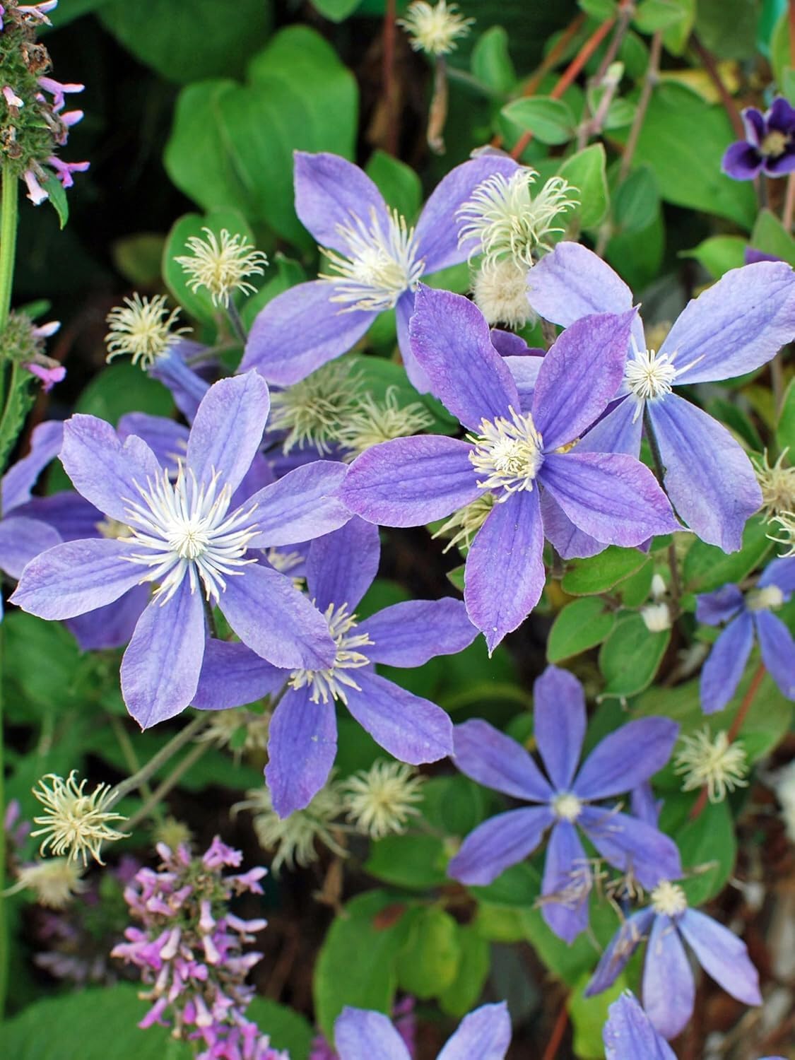 Perennial Farm Clematis 'Arabella' Hybrid – Live Flowering Vine in 4 Quart Container, Violet-Blue Bell-Shaped Blooms, Long Blooming, Non-Clinging Climber, Ideal for Trellises, Arches & Containers