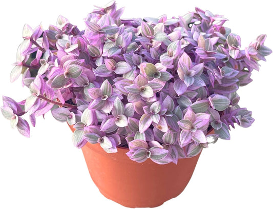 Live Succulent 4" Callisia Repens Pink Lady Turtle Vine, Succulents Plants Live Fully Rooted House Plant for Home Office Decoration, DIY Projects by The Succulent Cult