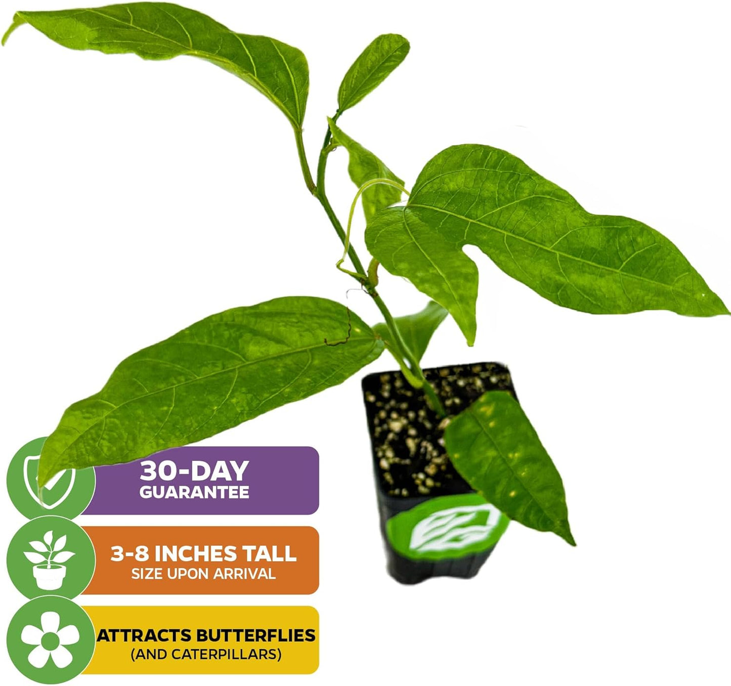 Purple Possum Passion Fruit Live Vine Starter Plant - Passiflora edulis by Wellspring Gardens - Climbing Vine with Aromatic Fruit & Stunning Flowers - Ideal for Outdoor Landscaping & Garden Planting